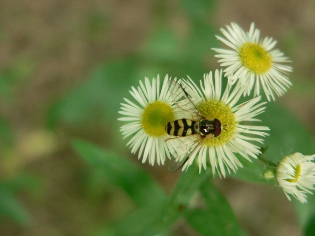 Dasysyrphus albostriatus - csíkoshátú erdeilégy