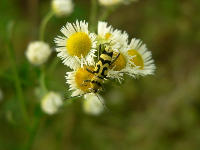 Chlorophorus varius - díszes darázscincér