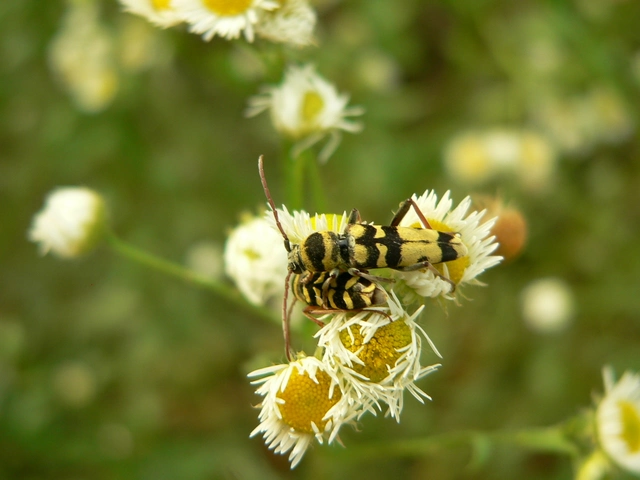 Echinocerus floralis - lucerna-darázscincér