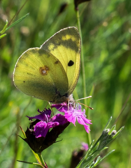 Colias hyale - kéneslepke