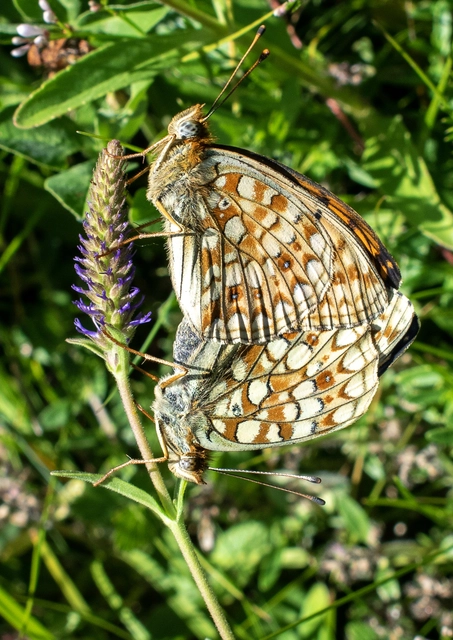 Argynnis niobe - ibolya-gyöngyházlepke