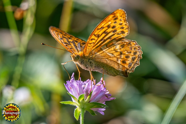 Argynnis paphia - nagy gyöngyházlepke