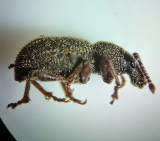 Otiorhynchus hystrix - sörtés gyalogormányos
