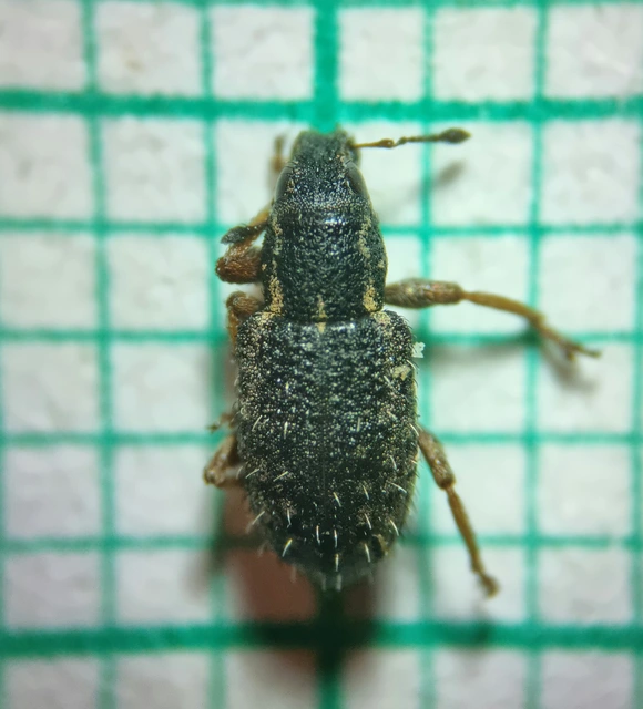 Sitona hispidulus - szőrös csipkézőbogár