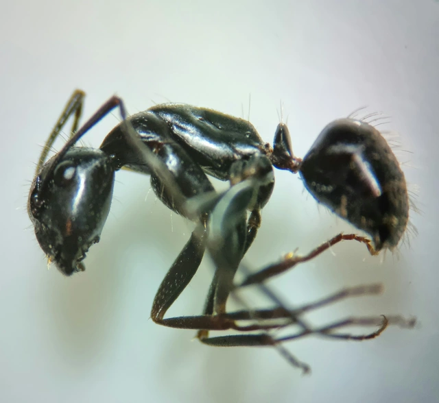 Camponotus aethiops - szőrös lóhangya