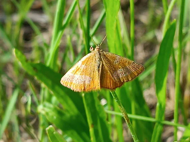 Lythria cruentaria - bíborcsíkos araszoló