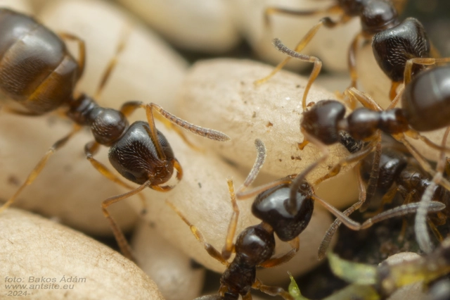 Plagiolepis pygmaea - lapos törpehangya