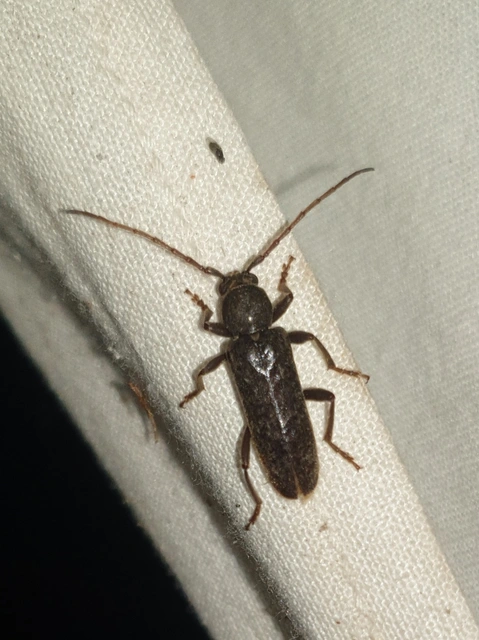 Trichoferus campestris - szállóvendég éjicincér