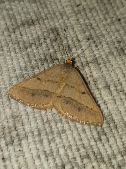 Tephrina arenacearia - lucerna-araszoló