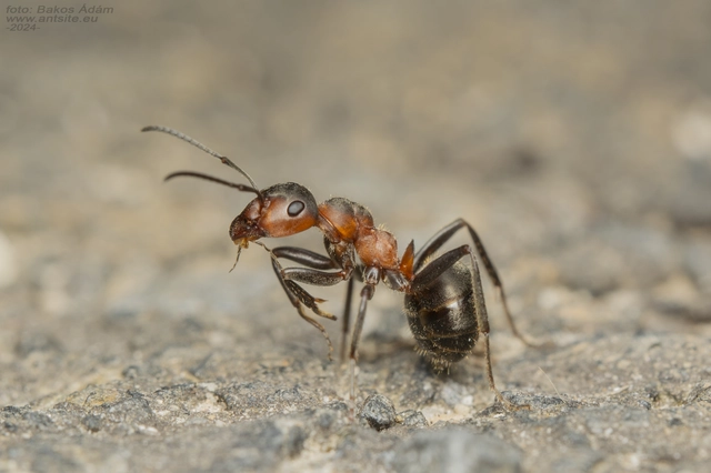 Formica pratensis - réti vöröshangya