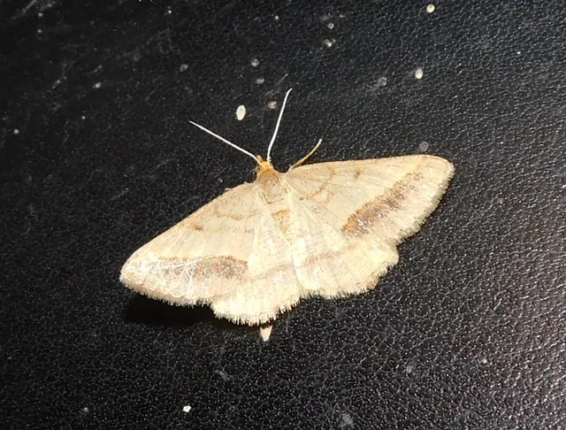 Tephrina arenacearia - lucerna-araszoló