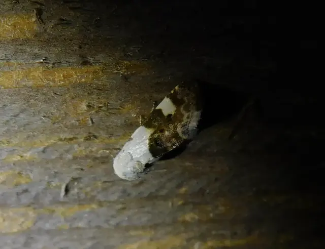 Acontia lucida - fehér nappalibagoly