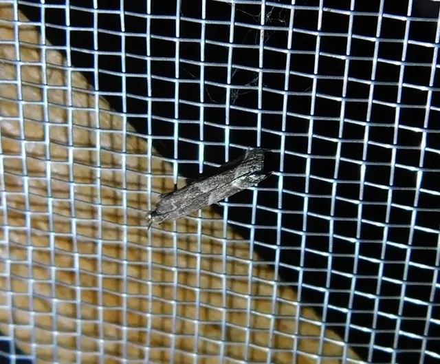 Nyctegretis lineana - agátszínű karcsúmoly