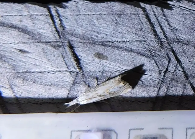 Catoptria falsella - hálós fűgyökérmoly