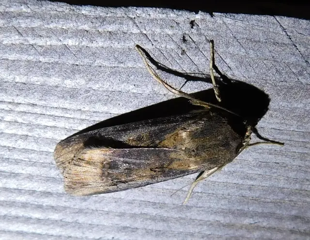 Agrotis ipsilon - nagy földibagoly