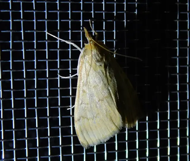 Ostrinia nubilalis - kukoricamoly