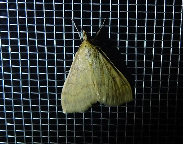 Ostrinia nubilalis - kukoricamoly