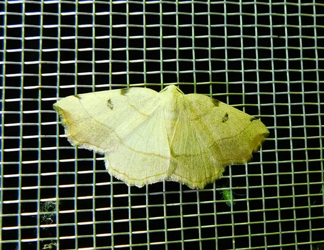 Eilicrinia trinotata - háromjegyű araszoló