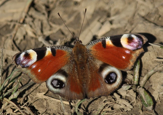 Nymphalis io - nappali pávaszem
