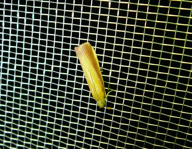 Oncocera semirubella - lucernamoly