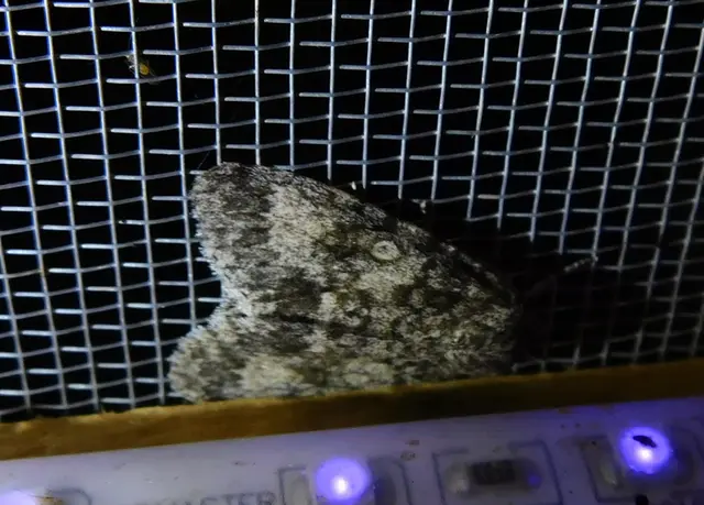 Acronicta megacephala - nagyfejű szigonyosbagoly