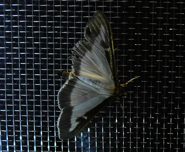 Cydalima perspectalis - puszpáng-tűzmoly