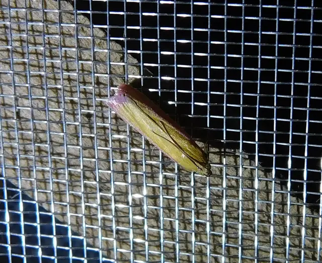 Oncocera semirubella - lucernamoly