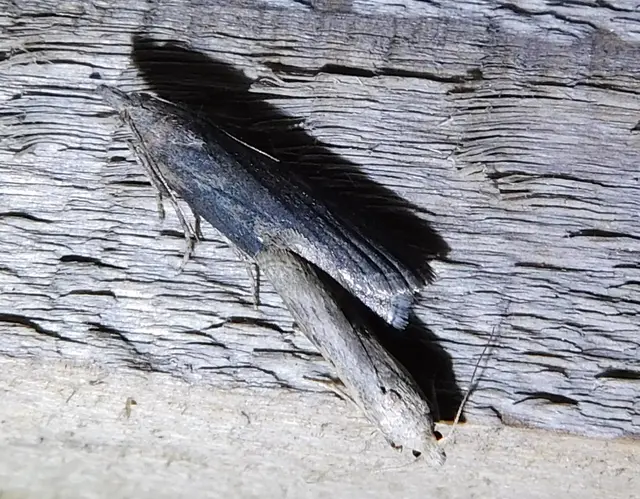 Lamoria