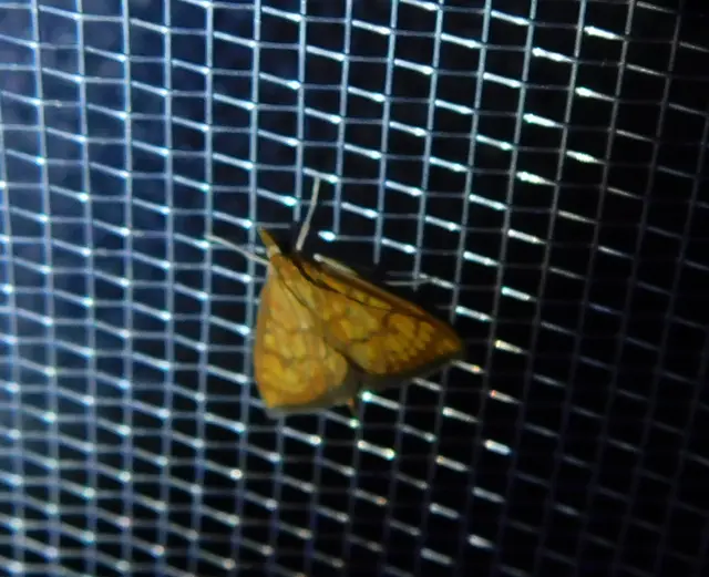 Ecpyrrhorrhoe rubiginalis - rozsdavörös tűzmoly