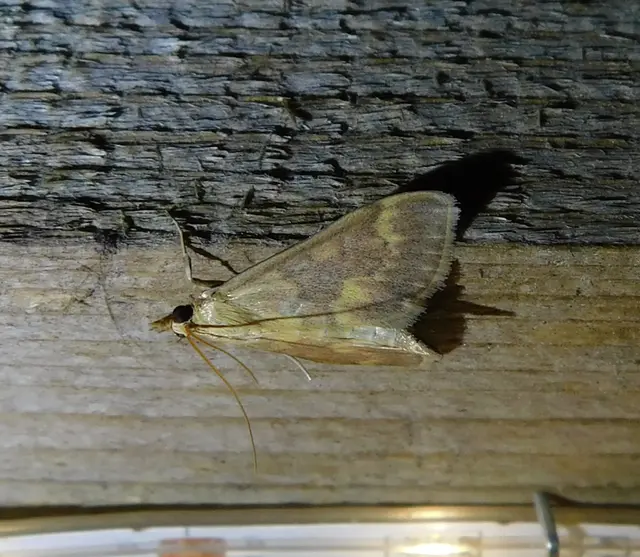 Ostrinia nubilalis - kukoricamoly