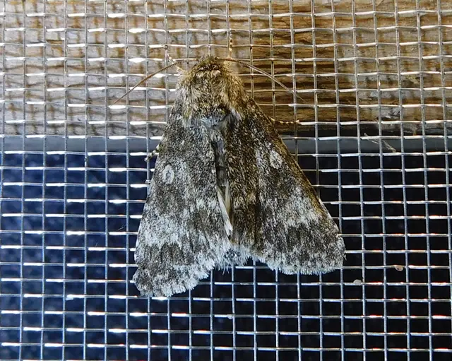 Acronicta megacephala - nagyfejű szigonyosbagoly