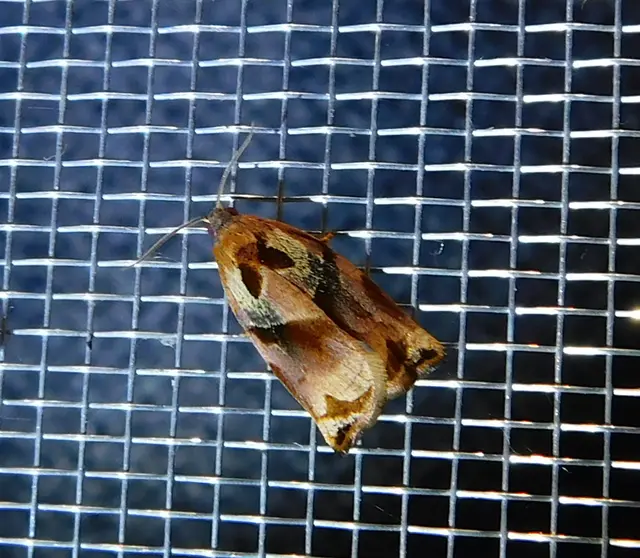 Archips podana - dudvarágó sodrómoly
