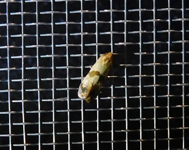 Phalonidia contractana - pipitér-fúrómoly