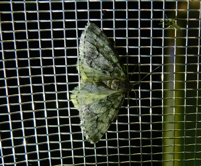Tephronia sepiaria/Eumannia lepraria