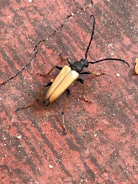 Stictoleptura rubra - vörös virágcincér