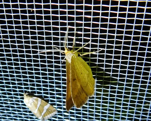 Tephrina arenacearia - lucerna-araszoló