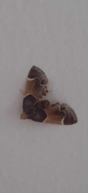 Pyralis farinalis - lisztilonca