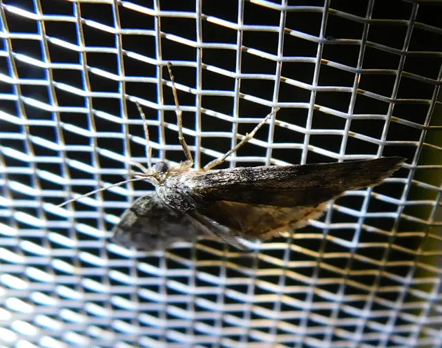 Tephronia sepiaria/Eumannia lepraria