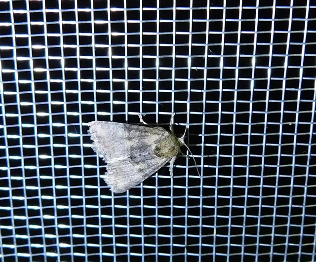Mesoligia furuncula - kétszínű dudvabagoly