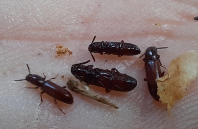 Corticeus unicolor - egyszínű kéregbújó