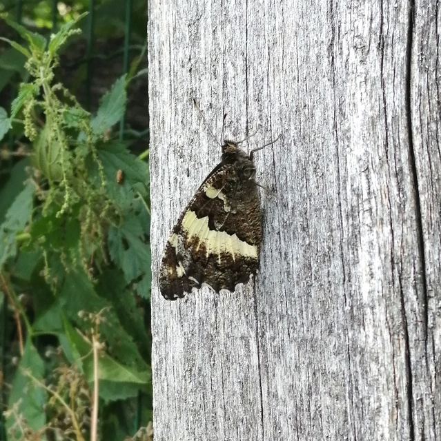 Brintesia circe - fehéröves szemeslepke