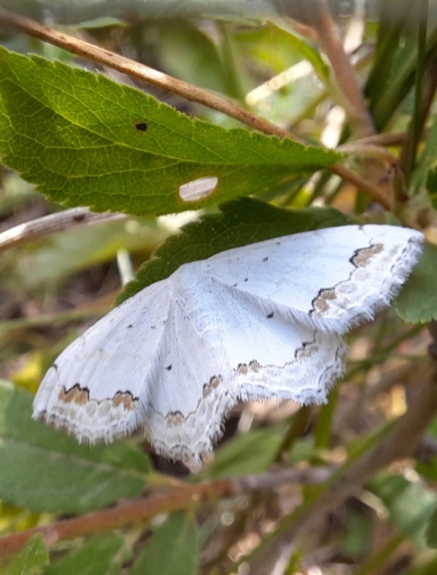Scopula ornata - díszes fehéraraszoló