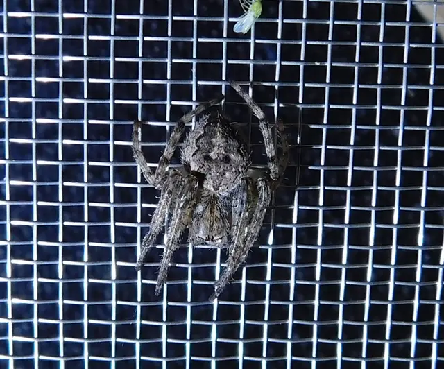 Larinioides ixobolus - ereszalji keresztespók