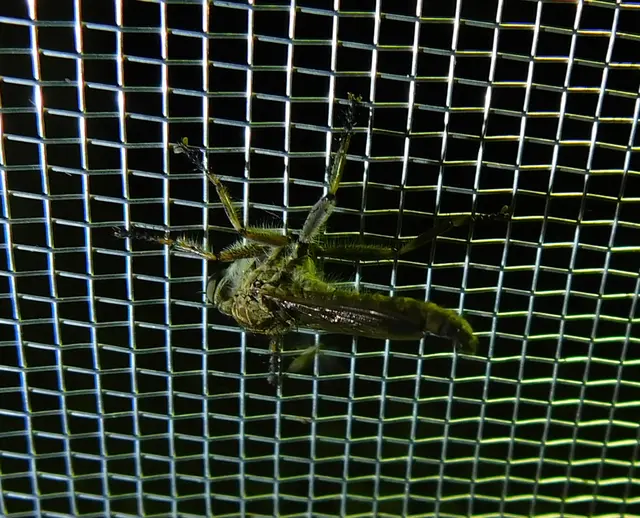 Antiphrisson trifarius