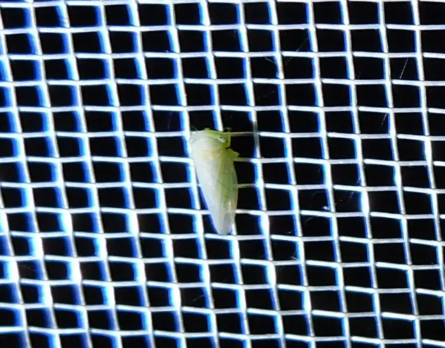 Populicerus