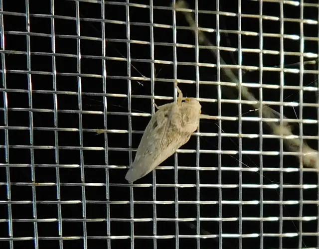 Metcalfa pruinosa - amerikai lepkekabóca