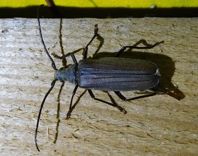 Aegosoma scabricorne - diófacincér