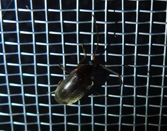 Hymenalia rufipes - rőtlábú alkonybogár