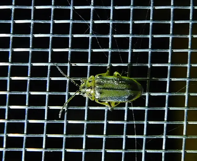 Xanthogalerucella luteola - szilfa-olajosbogár