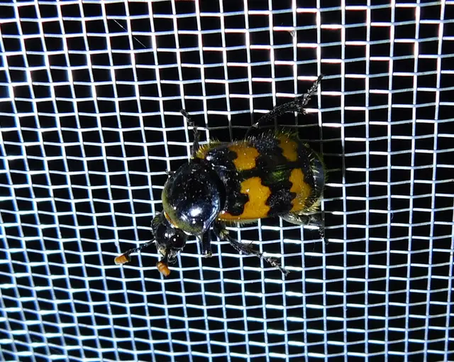 Nicrophorus vespillo - közönséges temetőbogár